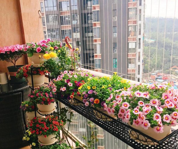 立春雨水后有哪些植物需要修剪