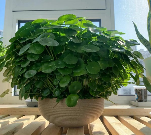 立春雨水后有哪些植物需要修剪