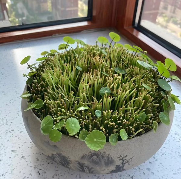 立春雨水后有哪些植物需要修剪