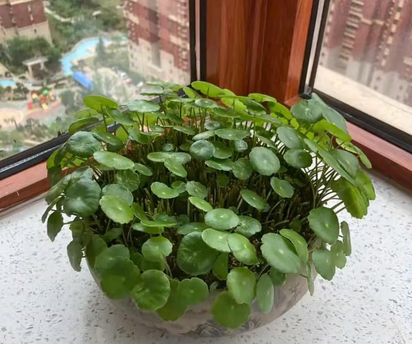 立春雨水后有哪些植物需要修剪