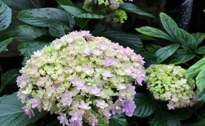 绣球花不开花怎么办 有关绣球花开花旺盛的养护技巧