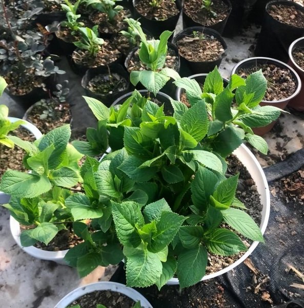 绣球花不开花怎么办