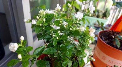 茉莉花春天不开花怎么办 茉莉花春天不开花的原因及解决办法