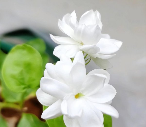 茉莉花春天不开花怎么办