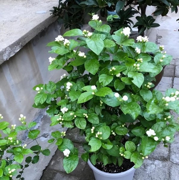 茉莉花春天不开花怎么办