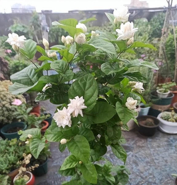 茉莉花春天不开花怎么办