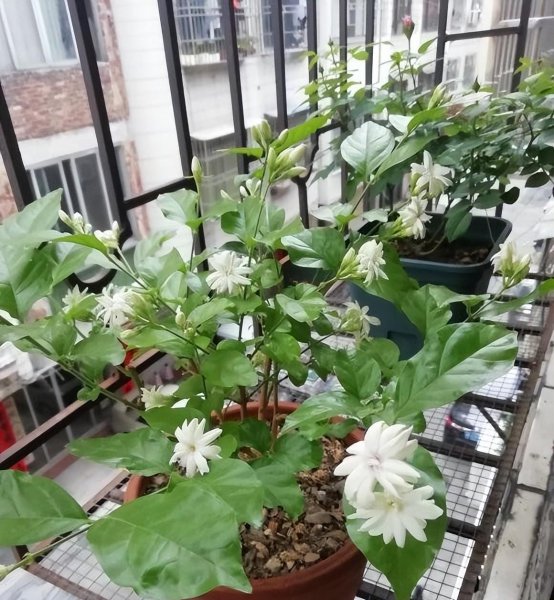 茉莉花春天不开花怎么办