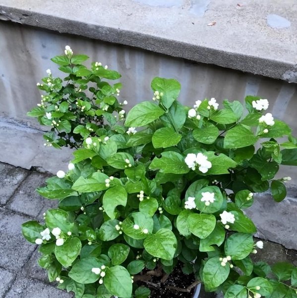 茉莉花春天不开花怎么办