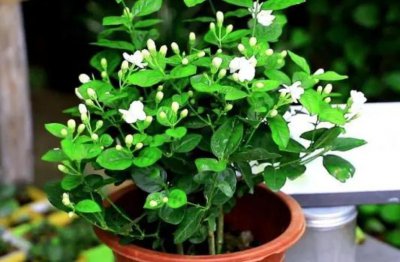 茉莉不长新枝怎么办 有关茉莉生长养护技巧