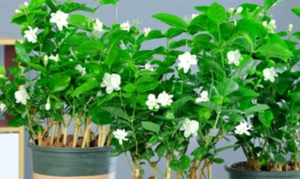 茉莉不长新枝怎么办