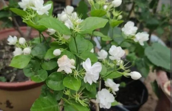 茉莉不长新枝怎么办