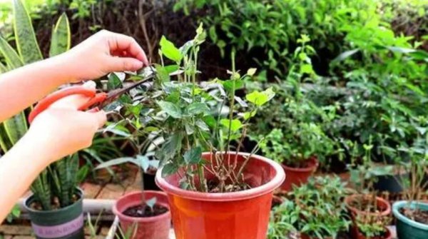 茉莉不长新枝怎么办