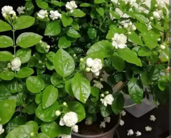 茉莉不长新枝怎么办