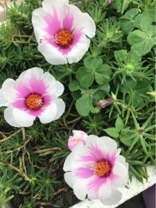 刚买回家的花总掉花苞 植物掉花苞原因分析及补救措施