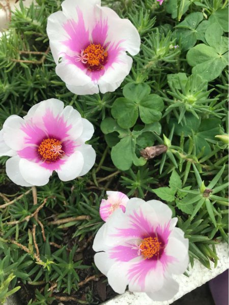 刚买回家的花总掉花苞
