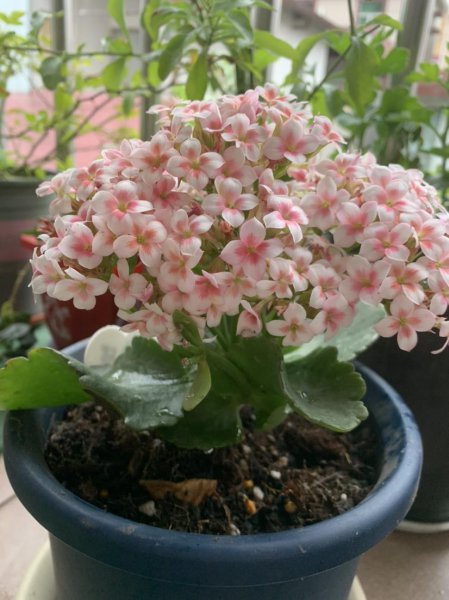 刚买回家的花总掉花苞