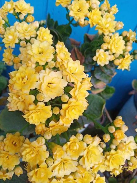 刚买回家的花总掉花苞