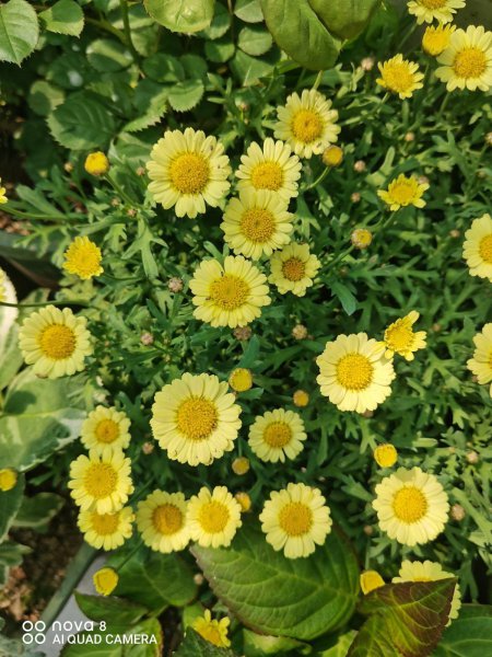 刚买回家的花总掉花苞