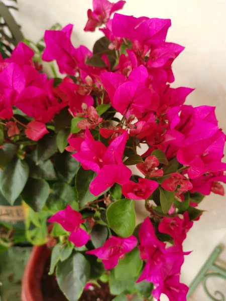刚买回家的花总掉花苞