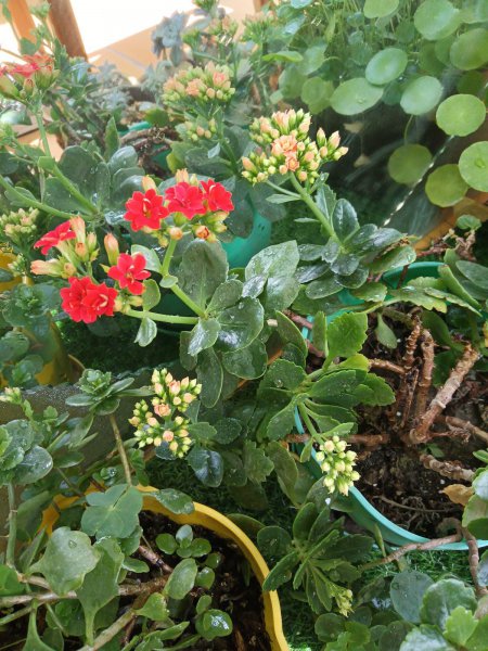 刚买回家的花总掉花苞