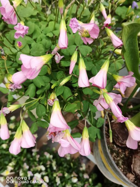 刚买回家的花总掉花苞