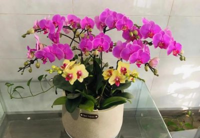 蝴蝶兰只能开一次花吗 详解蝴蝶兰养护小妙招
