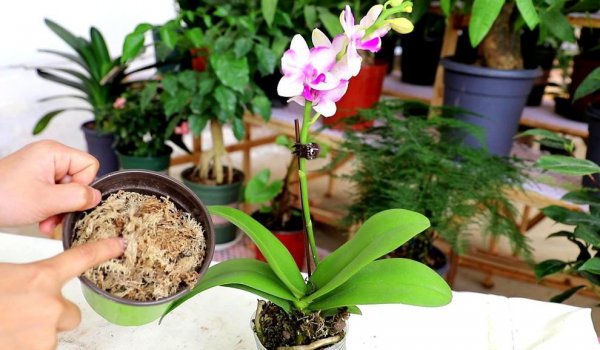 蝴蝶兰只能开一次花吗