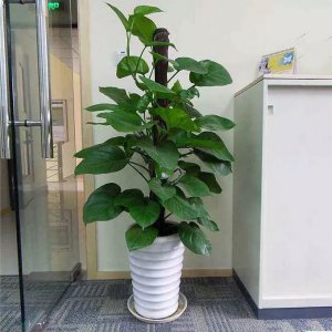 绿萝花柱子怎么制作 详解塑料瓶制作花柱方法