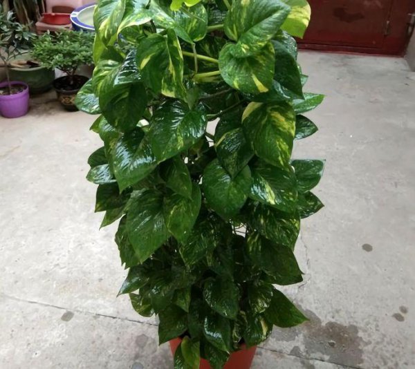 绿萝花柱子怎么制作