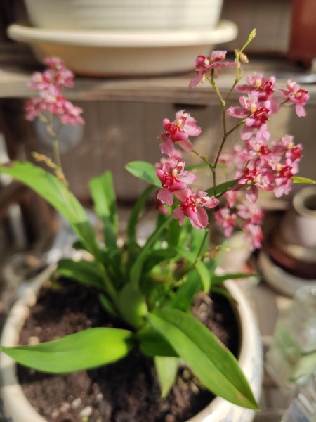 没有阳光也能开花的花