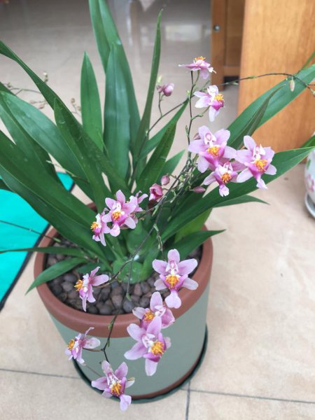 没有阳光也能开花的花