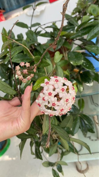 没有阳光也能开花的花