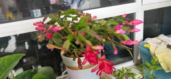 没有阳光也能开花的花