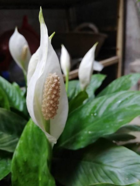 没有阳光也能开花的花