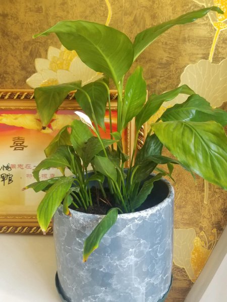 没有阳光也能开花的花
