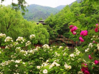 蔷薇花怎么繁殖 分析蔷薇花繁殖办法