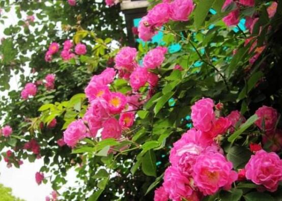 蔷薇花怎么繁殖