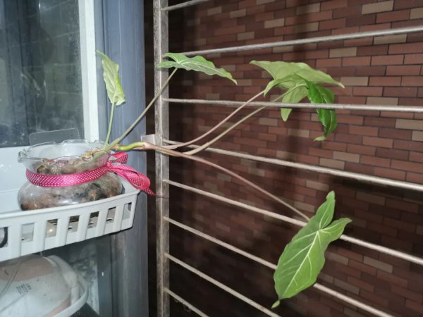 办公室适合养的绿植