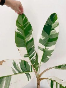 迷彩香蕉怎么养护 有关迷彩香蕉日常养护方法