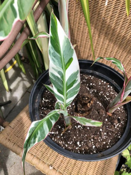 迷彩香蕉怎么养护