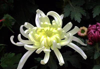 清明节扫墓用什么花最合适 清明节时盛开的花有哪些