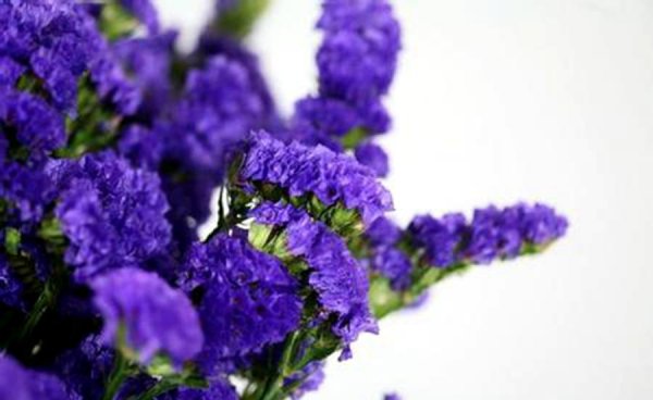 清明节扫墓用什么花最合适