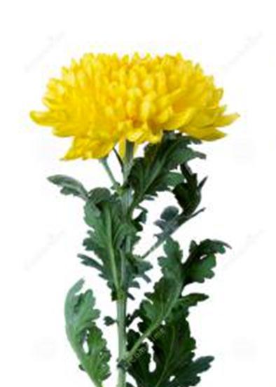 清明节扫墓用什么花最合适