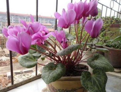 仙客来什么时候开花 有关仙客来的开花时间