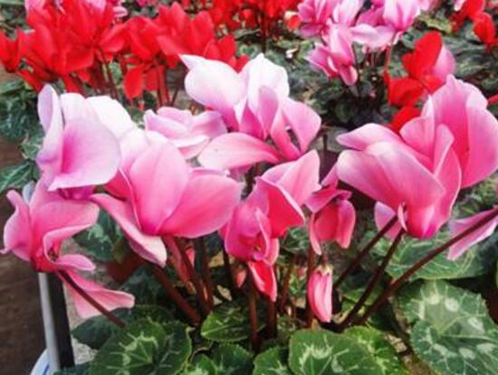 仙客来什么时候开花