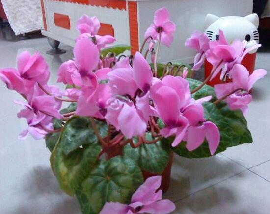 仙客来什么时候开花