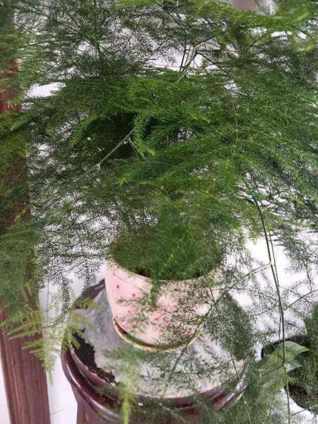 男士们都爱养什么花