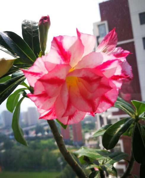 8月有哪些花开花