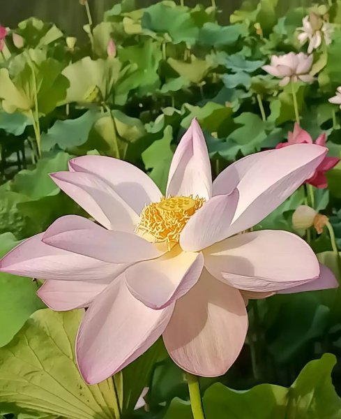 8月有哪些花开花