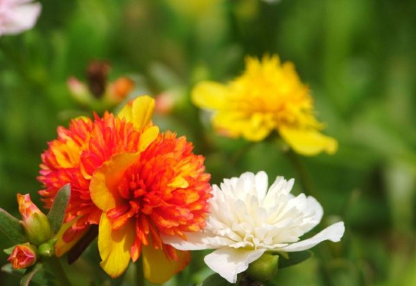 8月有哪些花开花